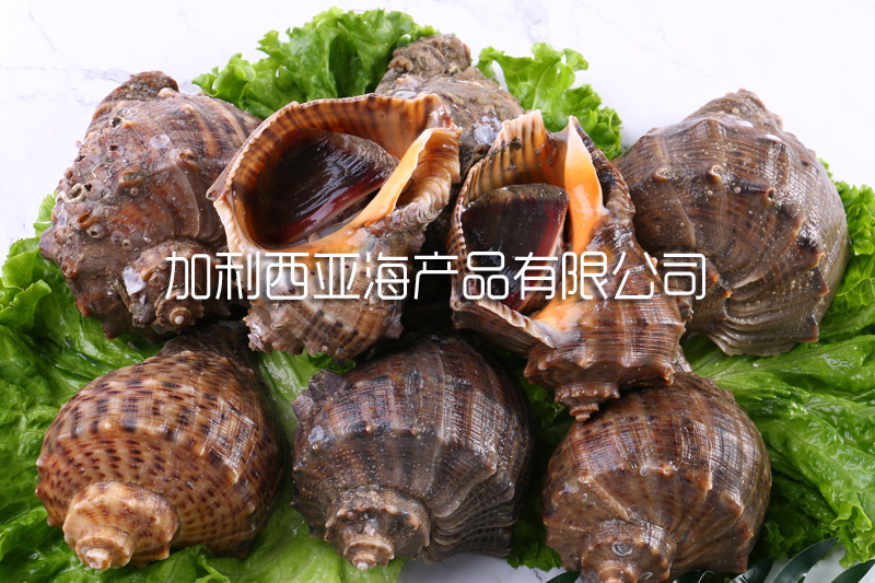 海螺的做法有哪些？